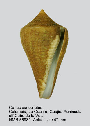 Conus cancellatus.jpg - Conus cancellatusHwass,1792